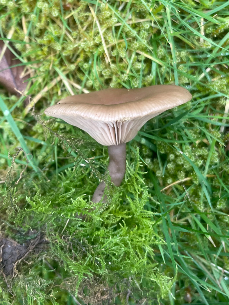 Photo © Sarah Ebdon Pseudoclitocybe cf. expallens by Sarah Ebdon